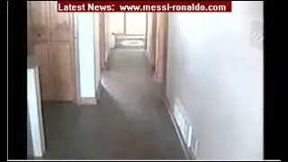 Funny Lamb running in the house