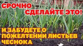 ЧТО ДЕЛАТЬ ЖЕЛТЕЕТ ЧЕСНОК ВЕСНОЙ ПОСЛЕ ЗИМЫ? ВАЖНЫЕ ПОДКОРМКИ ЧЕСНОКА ВЕСНОЙ 