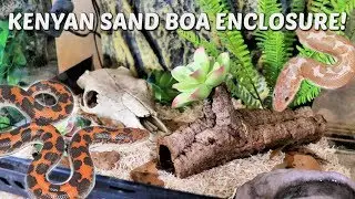 Kenyan Sand Boa Enclosure Set Up!