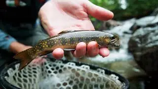 Fly Fishing Remote MOUNTAIN STREAM for NATIVE BROOK TROUT | Truck Camping & Fat Bike Adventure