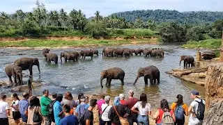 Sri Lanka Pinnawala Elephant Orphanage (4K)