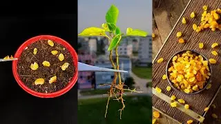 Tips for growing grapes from raisin seeds for gardeners || How to grow grapes from seeds