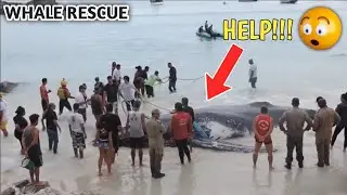 WHALE RESCUE || WATCH TILL THE END || whale rescue with the JCB and humans || what happened ||
