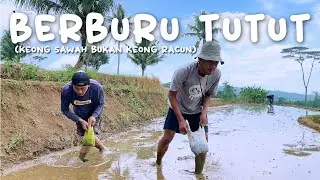 BERBURU TUTUT DAN CARA MEMASAKNYA