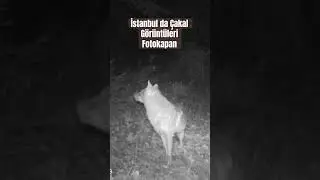 İstanbul da çakal #fotokapan görüntüleri #nature #wildlife #omerliyabanhayati