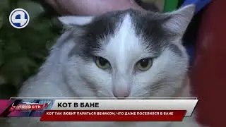 Кот парится веником в бане / Свердловская область
