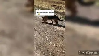 Как научить командой ко мне Немецкую овчарку 😮