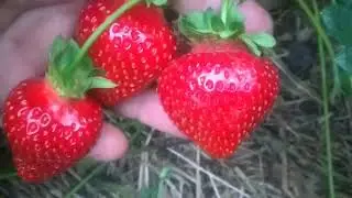 Сорт клубники Кимберли
