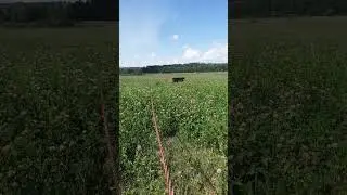 Раніцы спадарства