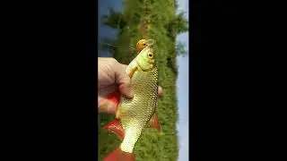 Красноперка на Gipnoz #shorts