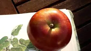 Apple Variety Devonshire Quarrenden