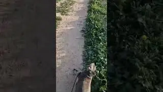 Staffordshire Bull Terrier Meets A Real Bull