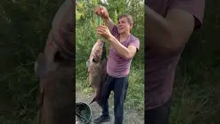 очередная трофейная рыбалка на толстолобика в летнюю жару