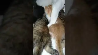 Anak kucing 🐈 dan induk angkatnya