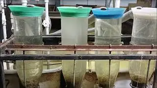 Выклев личинки осетровых, немного о нюансах выклева