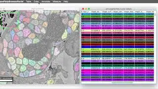 MoBIE: Object browsing and attribute colouring