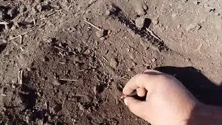 Прикатывать посевы  или нет