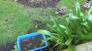 St Andrews Town Ducks And their Ducklings