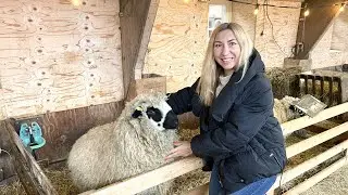 Farm on the island of Texel. Unique sheep wool