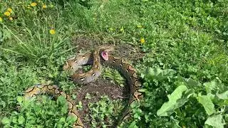 Сетчатый питон) оборона атака))))