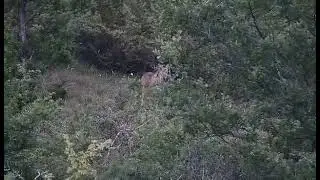 Ujku uluron dridhet bjeshka e Struzhes te Prizrenit 