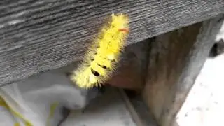 чудище лесное
