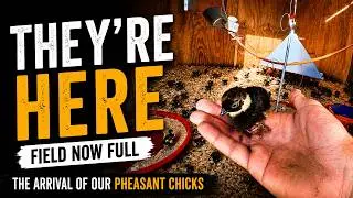 Rearing Field Is Full | A Gamekeepers Diary Ep 19