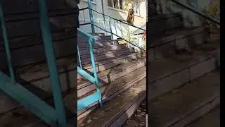 В Балакове обезьяна выбралась из вольера и лазила по многоэтажке