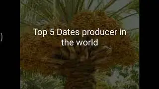 top 5 dates producing countries in the world