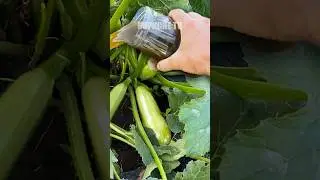 Три найкращі органічні підживлення для кабачків #кабачки #підживлення #добриво