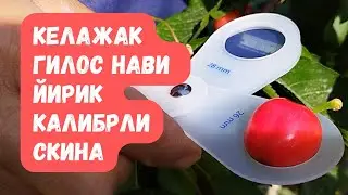 Ўзбекистон шароитида истиқболли гилос нави 