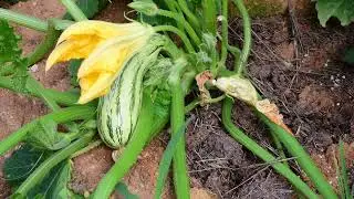 Agroécologie. Épisode 3/5. De l'importance du sol.