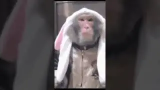 обезьяна в шапке 