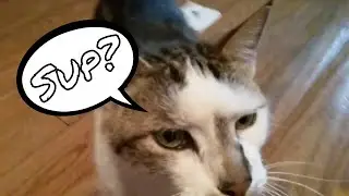 My Cat Loves Catnip