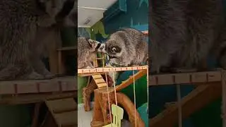 Енотовиль Санкт -Петербург дом енотов racoon house Saint -Petersburg