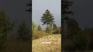 Магия лёгкого дождя