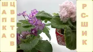Шапочное цветение фиалки РС-Шик!