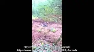 Билли во Франции в новой семье счастлив :)