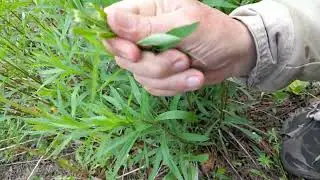 Как не спутать весенний иван -чай с похожими растениями.