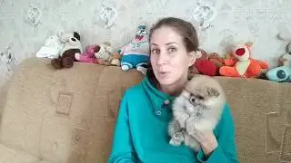 Мишка, или Лисичка? - Выбор щенка шпица