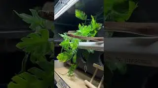 Pure Kayuadi 🐍 