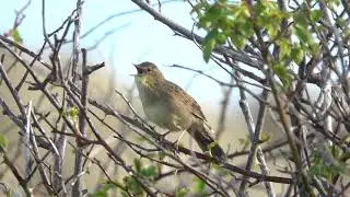Grasshopper Warbler