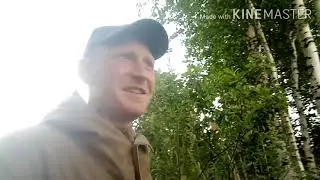 Бобры в лесу устроили не законную вырубку леса.