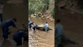 Bath time for Elephant with incredible joy and all that!