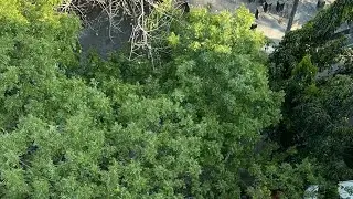 Eagle is coming