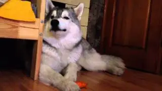 Хаски Хантер любитель морковки