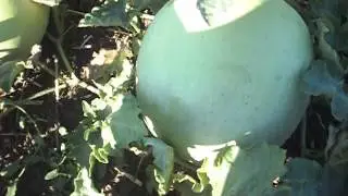 Как бороться с арбузной тлей? (Что делать?)