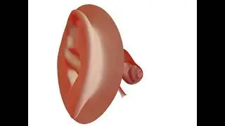 ear turntable