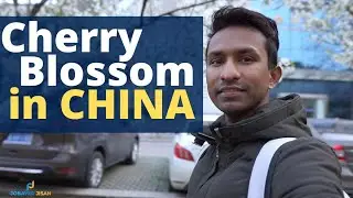 Cherry Blossom in CHINA - Vlog 25