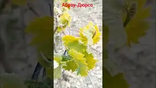 #абрау_дюрсо #кудапоехать #тракторист #работа #вгости #блогер #виноград